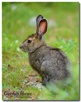 Snowshoe Hare 1