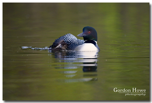 Common Loon with chick, Lac le Jeune Provincial Park, BC