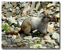 Hoary Marmot 1