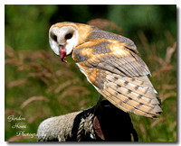 Barn Owl 7