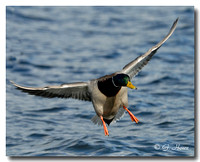 Mallard 2