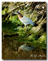 Green Heron 1