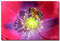 Honeybee on Poppy