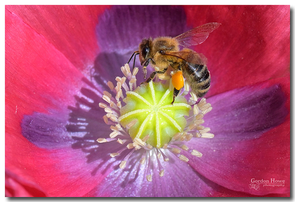 Honeybee on Poppy