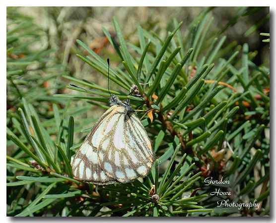 Pine White Butterfly 1