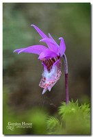 Calypso Orchid (Calypso bulbosa) 4