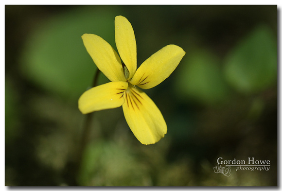 Yellow Wood Violet 2 (Viola glabella)