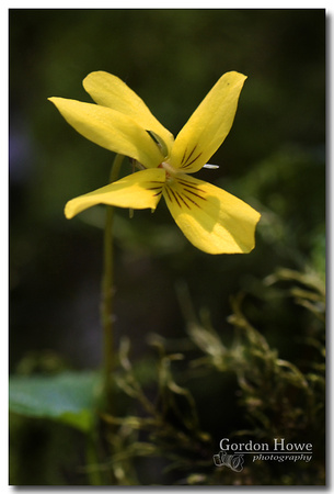 Yellow Wood Violet 3 (Viola glabella)