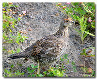 Ruffed Grouse 4