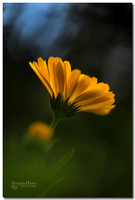 Calendula