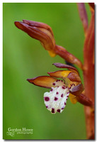 Spotted Coralroot Orchid  (Corallorhiza maculata ssp. maculata) 1