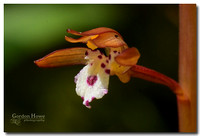 Spotted Coralroot Orchid  (Corallorhiza maculata ssp. maculata) 2