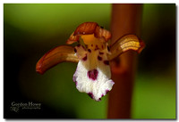 Spotted Coralroot Orchid  (Corallorhiza maculata ssp. maculata) 3