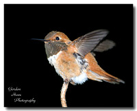 Rufous 2