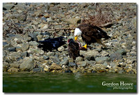 Turkey Vulture, Bald Eagle and Crows