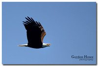 Bald Eagle 121