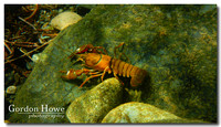 Signal Crayfish (Pacifastacus leniusculus)2