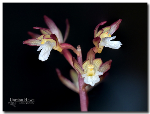 Ozette Coralroot Orchid (Corallorhiza maculata var. ozettensis) 1