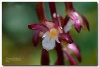 Spotted Coralroot Orchid  (Corallorhiza maculata ssp. maculata) 4