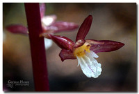 Spotted Coralroot Orchid  (Corallorhiza maculata ssp. maculata) 5