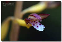 Spotted Coralroot Orchid  (Corallorhiza maculata ssp. maculata) 6