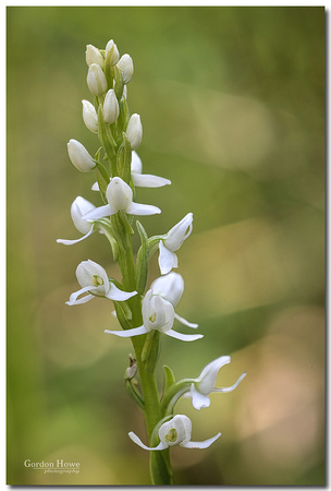 Rein Orchid