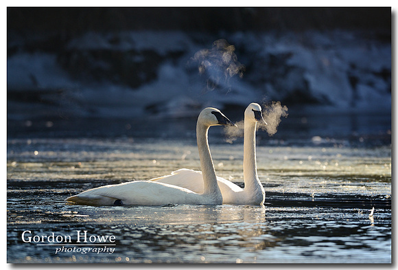 Trumpeter Swans, Nanaimo River, BC