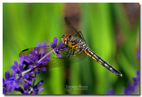 Four-spotted Dragonfly 1