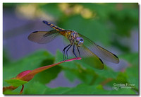 Four-spotted Dragonfly 2