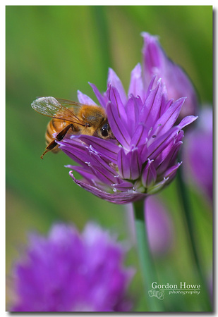 Honeybee 1