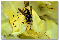 Yellowjacket Wasp
