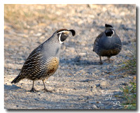 California Quail 1