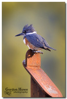 Belted kingfisher 5