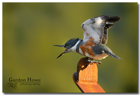 Belted kingfisher 4