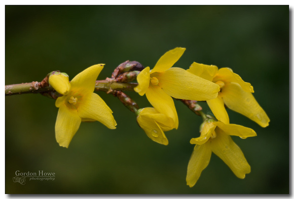 Forsythia