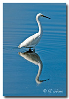 Snowy Egret 1