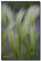 Grasses