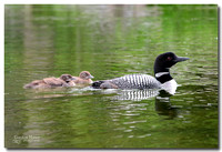 Common Loons