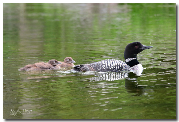 Common Loons