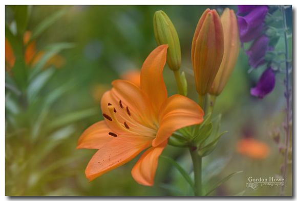 Asiatic Lillies