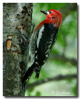 Red-breasted Sapsucker 4