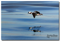 Bufflehead 1