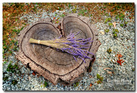 Lavender and Black Lavender Farm