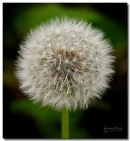 Dandelion