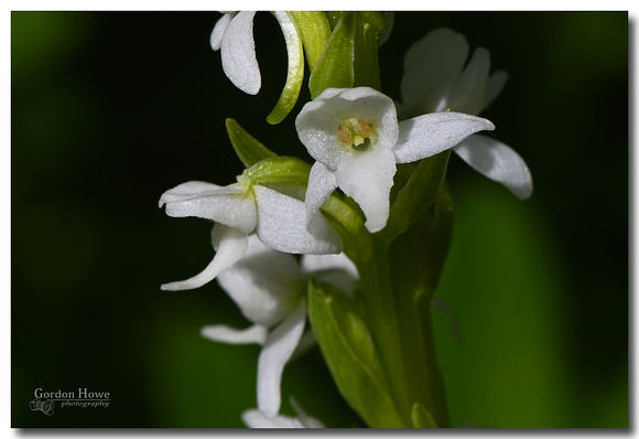 Bog Rein Orchid (Platanthera leucostachys)