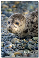 Harbour Seal pup