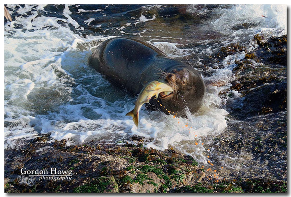 California Sea Lion with Salmon