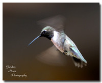 Black-chinned male 3