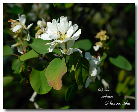 Saskatoon Berry 1 (Amelanchier alnifolia)