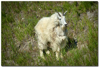 Mountain Goat, Kootenay National Park, BC